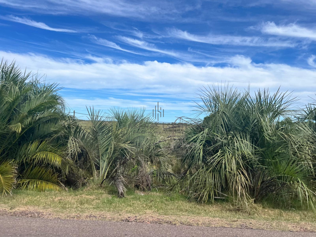 Campo Ref.1267 - VENTA CAMPO FORESTAL ROCHA 6 PADRONES 