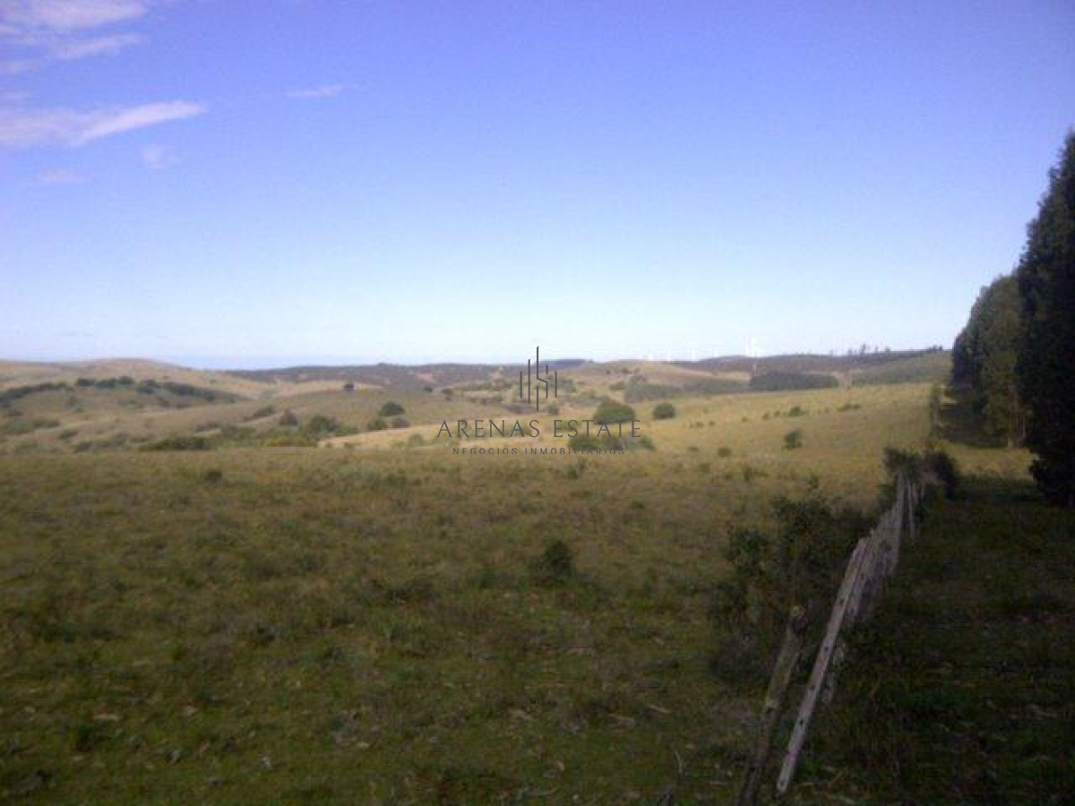 Campo Ref.1267 - VENTA CAMPO FORESTAL ROCHA 6 PADRONES 