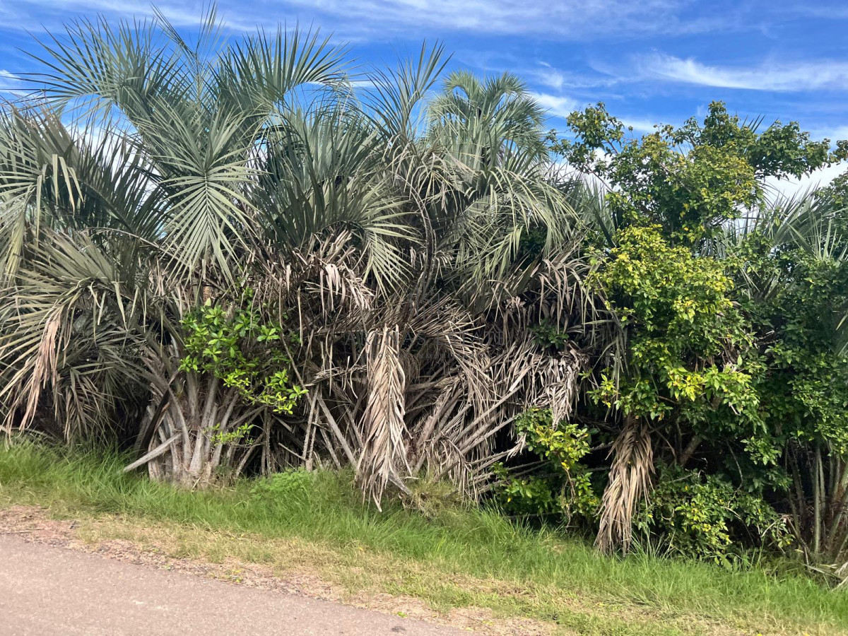 Campo Ref.1267 - VENTA CAMPO FORESTAL ROCHA 6 PADRONES 