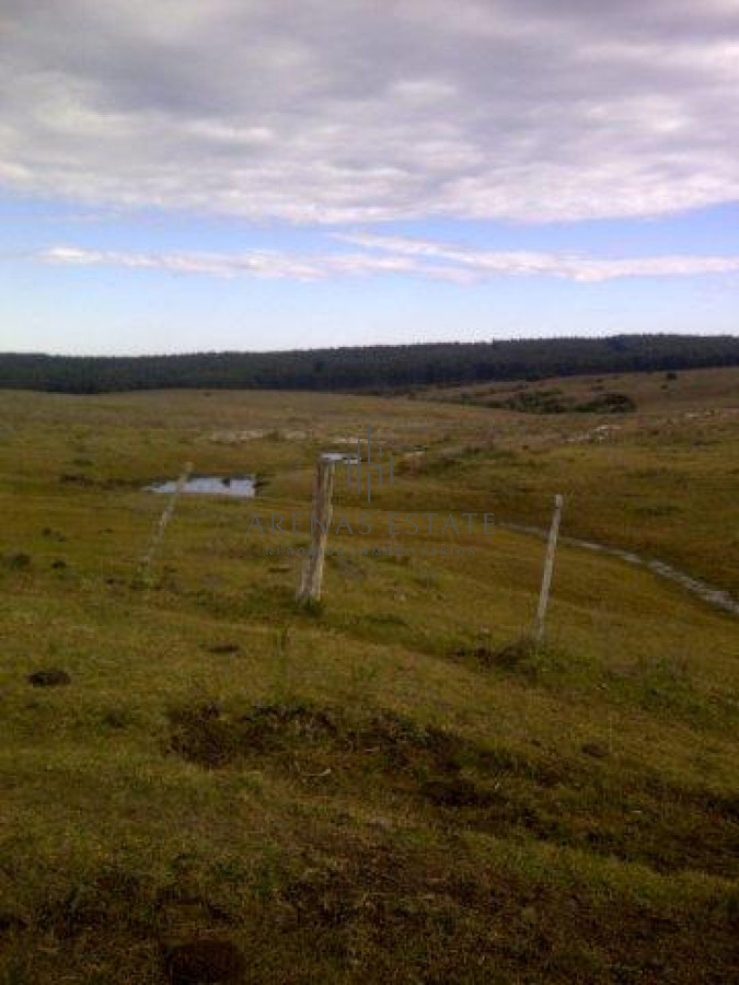 Campo Ref.1267 - VENTA CAMPO FORESTAL ROCHA 6 PADRONES 