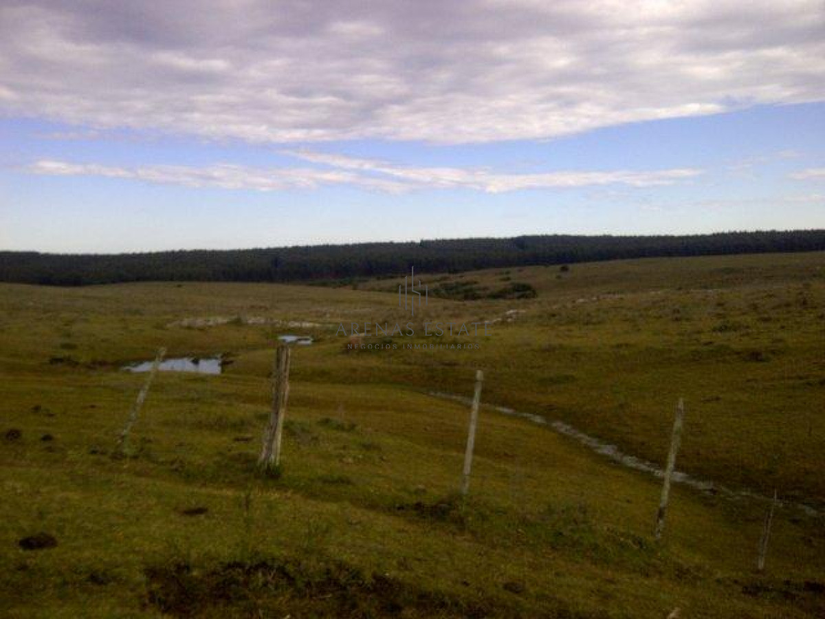 Campo Ref.1267 - VENTA CAMPO FORESTAL ROCHA 6 PADRONES 