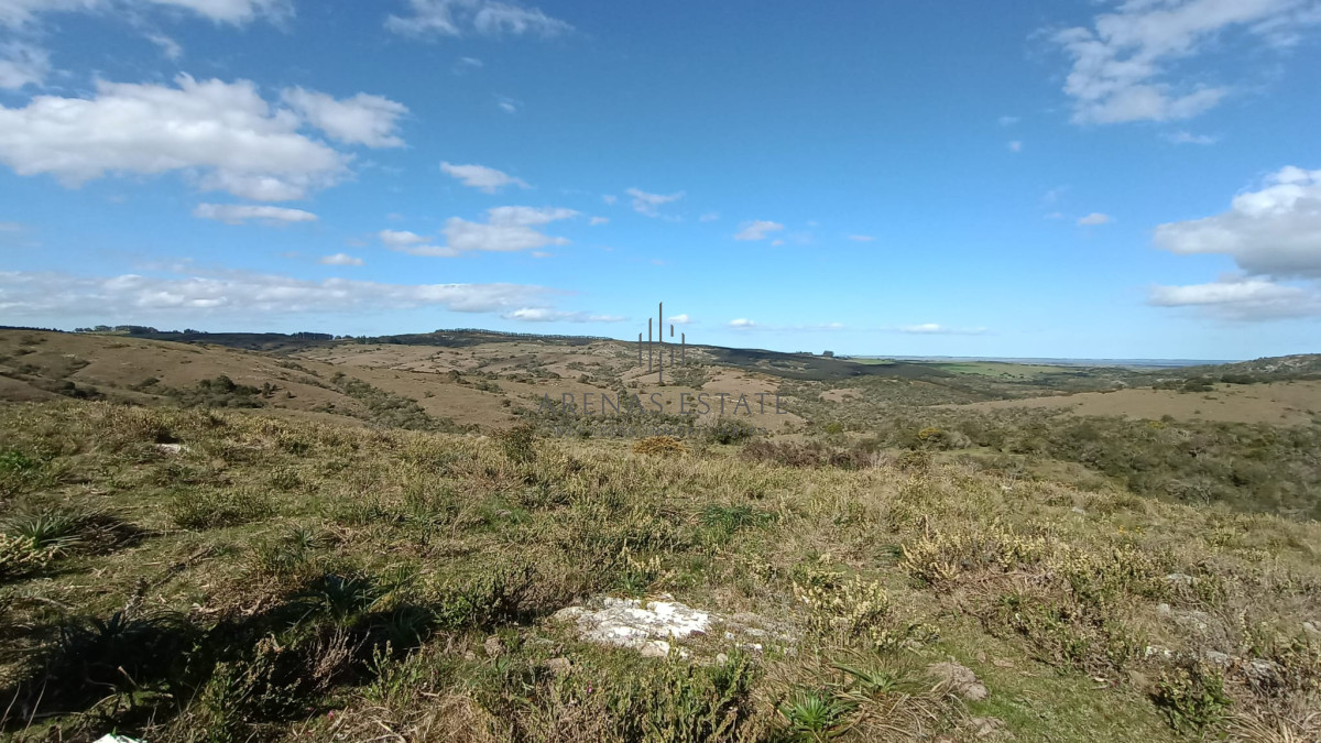 Campo Ref.1267 - VENTA CAMPO FORESTAL ROCHA 6 PADRONES 