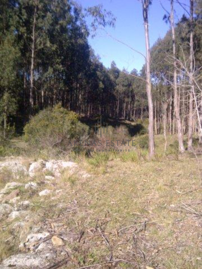 Campo Ref.1267 - VENTA CAMPO FORESTAL ROCHA 6 PADRONES 