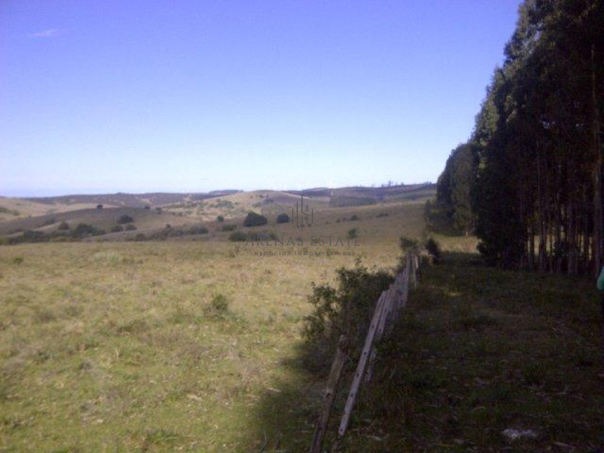 Campo Ref.1267 - VENTA CAMPO FORESTAL ROCHA 6 PADRONES 