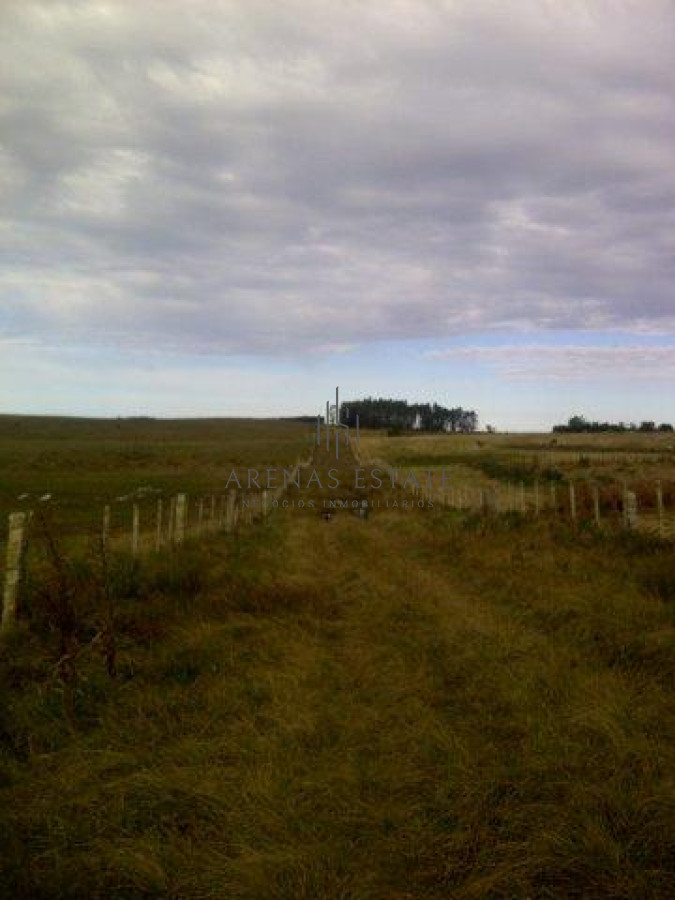 Campo Ref.1267 - VENTA CAMPO FORESTAL ROCHA 6 PADRONES 