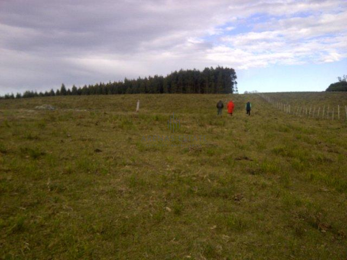 Campo Ref.1267 - VENTA CAMPO FORESTAL ROCHA 6 PADRONES 