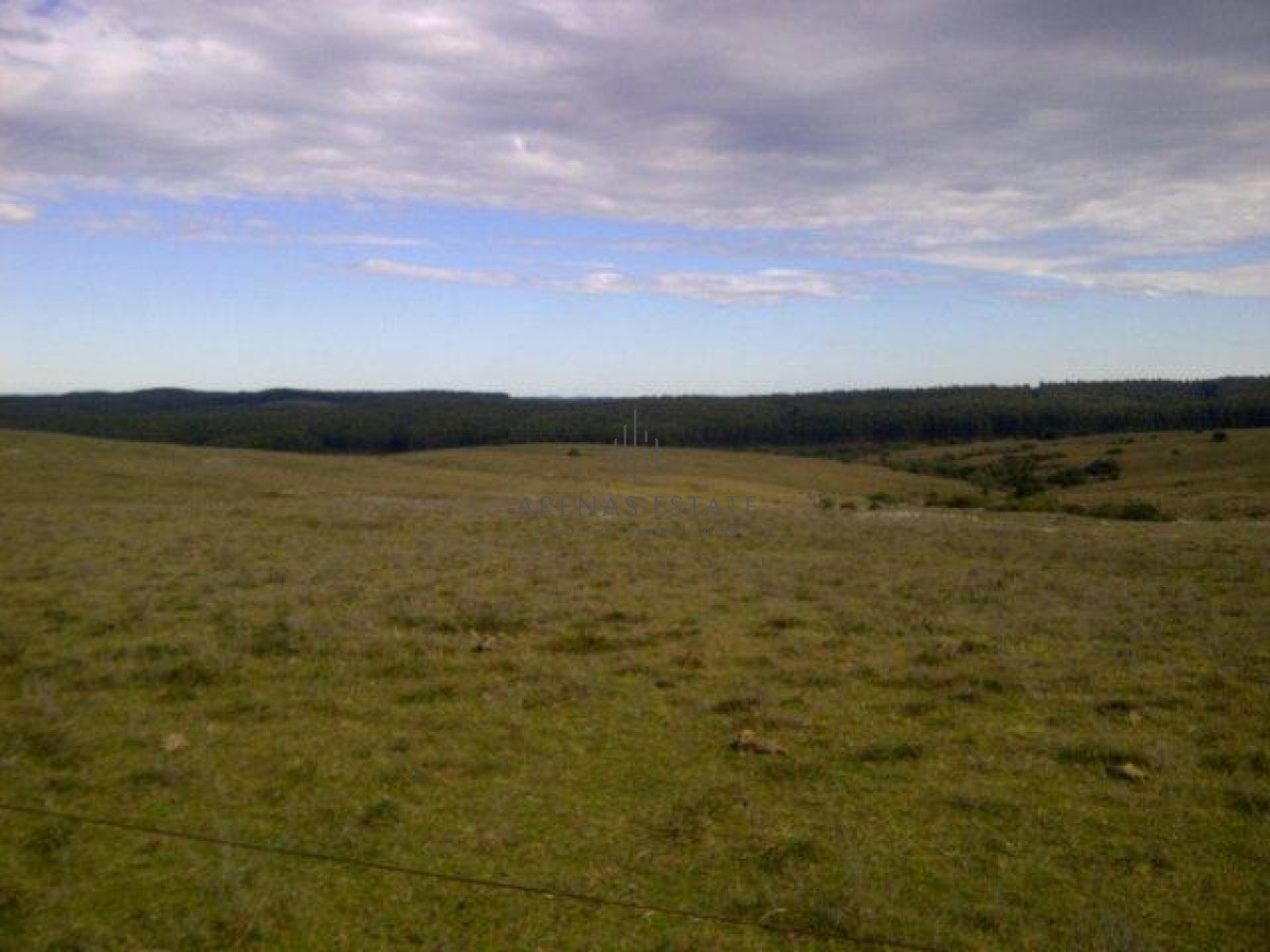 Campo Ref.1267 - VENTA CAMPO FORESTAL ROCHA 6 PADRONES 