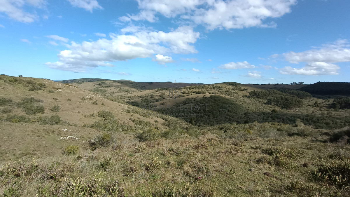 Campo Ref.1267 - VENTA CAMPO FORESTAL ROCHA 6 PADRONES 