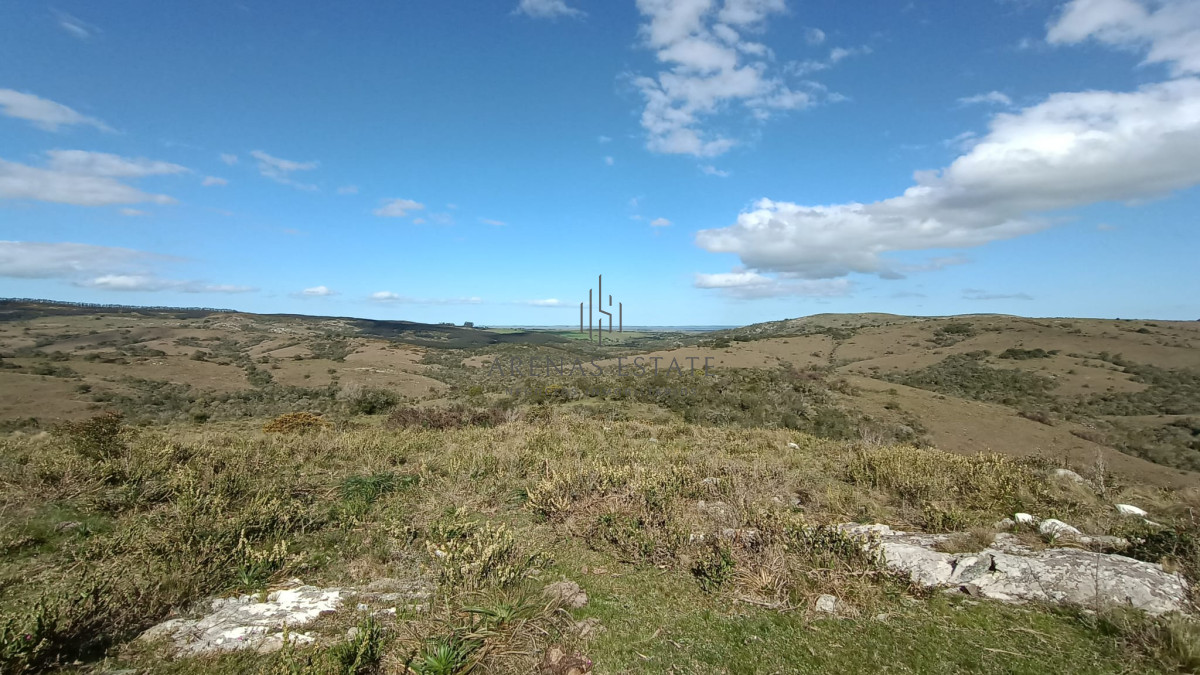 Campo Ref.1267 - VENTA CAMPO FORESTAL ROCHA 6 PADRONES 