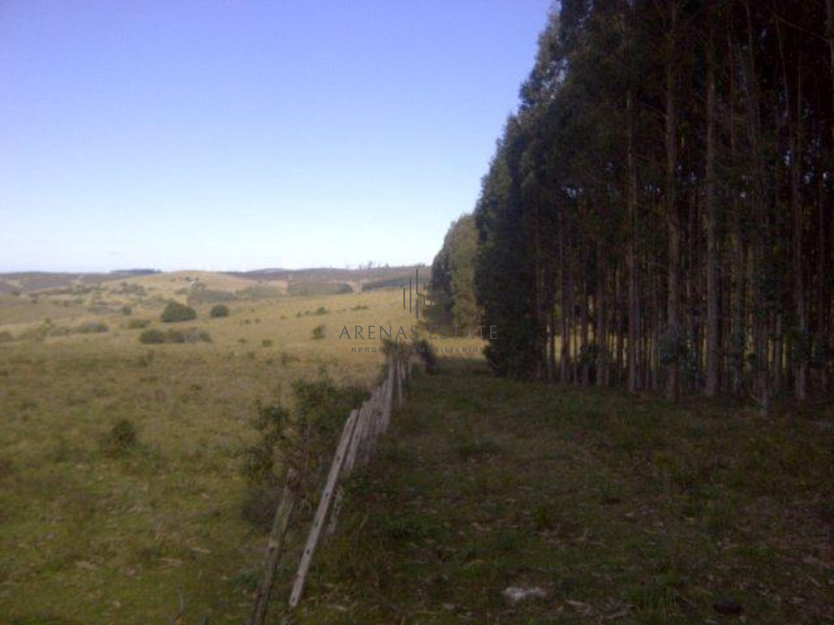 Campo Ref.1267 - VENTA CAMPO FORESTAL ROCHA 6 PADRONES 