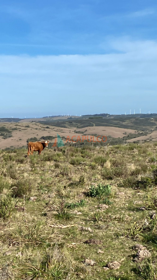 Chacra Ref.6166 - Chacras de 5 hectáreas en venta - Rocha