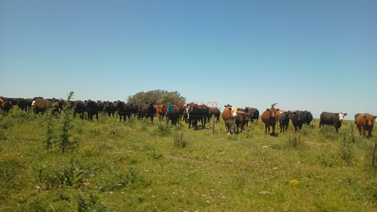 VENDO CAMPO AGRICOLA GANADERO - 500 Hás - ACP4534P
