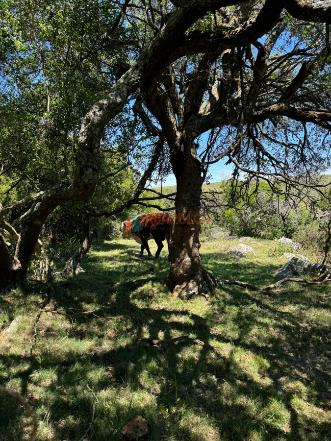 Campo Ref.4633 - Increíble campo con fines varios