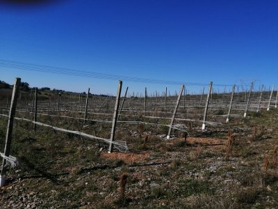 EX -VIÑEDO DE 10 HAS EN ABRA DE PERDOMO 