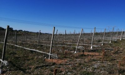 EX -VIÑEDO DE 10 HAS EN ABRA DE PERDOMO