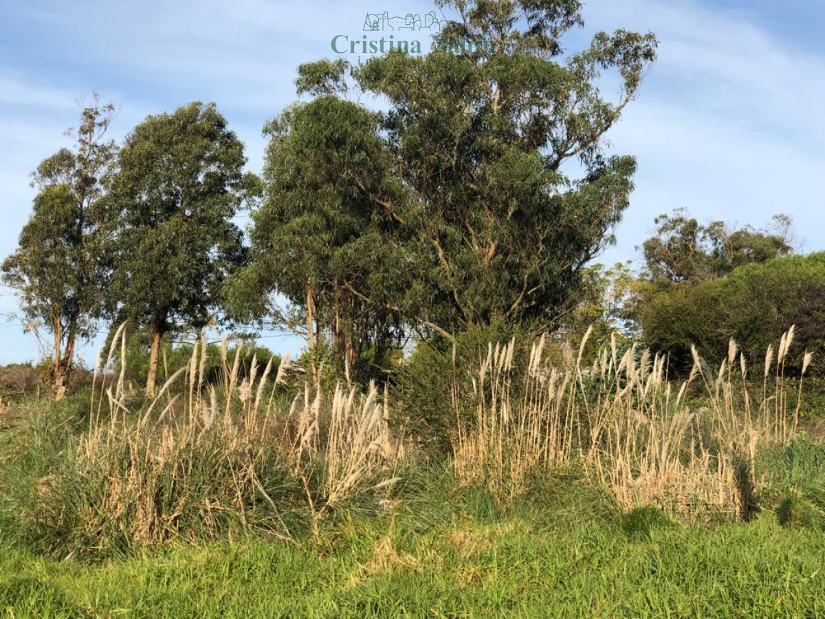 El Chorro - GoPunta - Portal Inmobiliario de Punta del Este - Maldonado