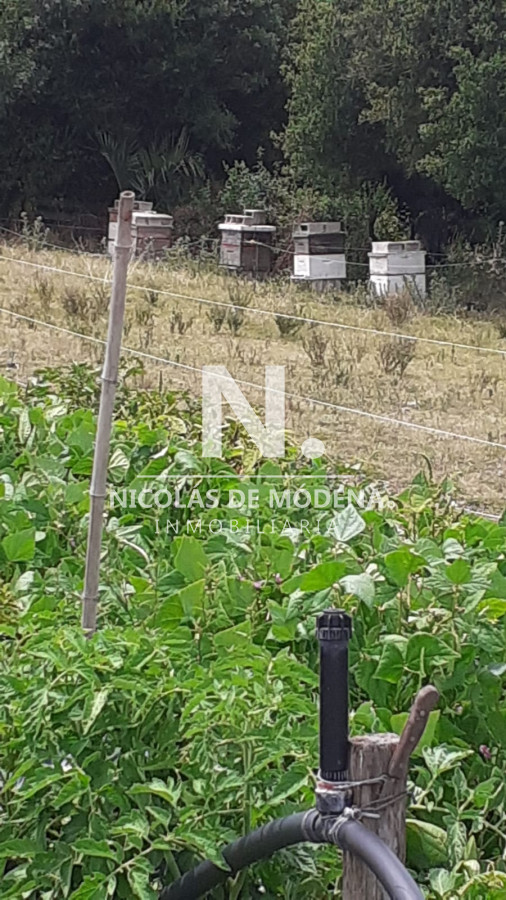 Chacra