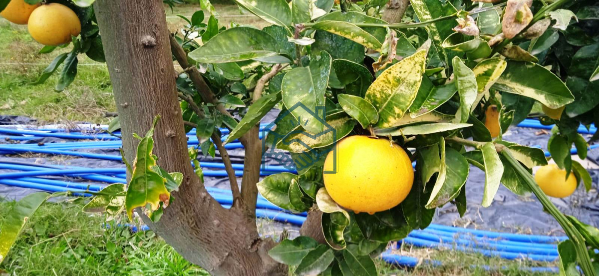Chacra ID.556/Chacra-a-la-Venta-en--Uruguay--a-27-km-de--Punta-del-Este,-vivienda-con-piscina-climatizada,-huerta,-frutales - Chacra a la Venta en  Uruguay  a 27 km de  Punta del Este, vivienda con piscina climatizada, huerta, frutales