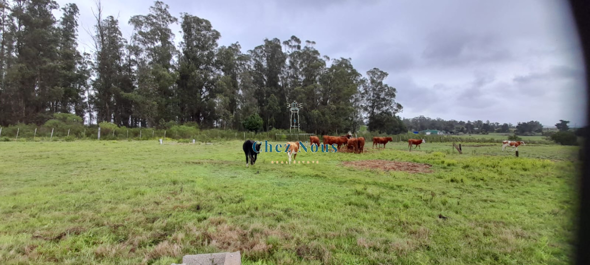 Chacra ID.363 - Chacra en venta en Camino Los Ceibos, a sólo  20 km de Punta del Este, 8 has con mejoras