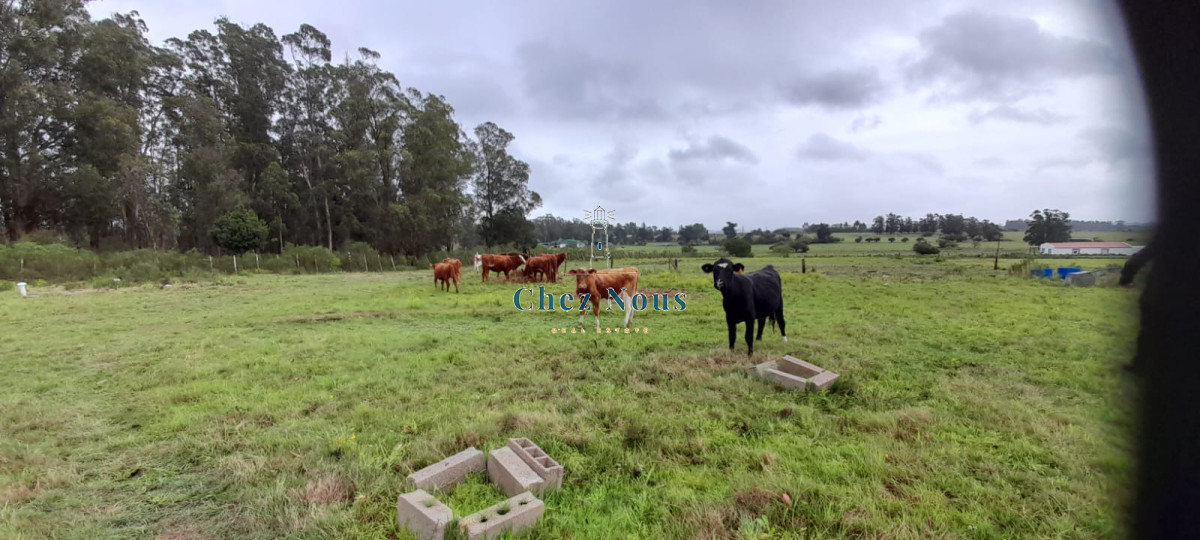 Chacra ID.363 - Chacra en venta en Camino Los Ceibos, a sólo  20 km de Punta del Este, 8 has con mejoras