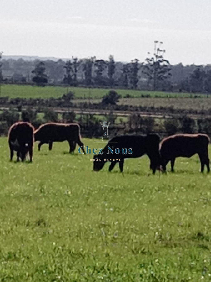 Chacra ID.363 - Chacra en venta en Camino Los Ceibos, a sólo  20 km de Punta del Este, 8 has con mejoras