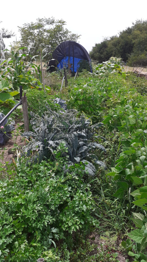 Chacra ID.307 - Chacra a la Venta en  Uruguay  a 27 km de  Punta del Este, vivienda con piscina climatizada, huerta, frutales