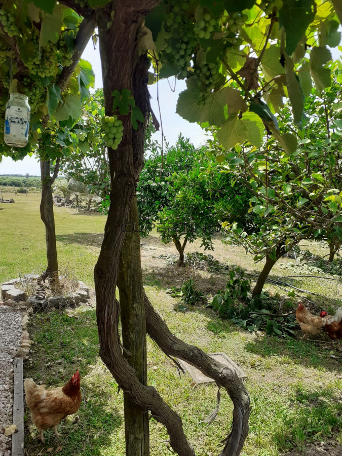 Chacra ID.307 - Chacra a la Venta en  Uruguay  a 27 km de  Punta del Este, vivienda con piscina climatizada, huerta, frutales