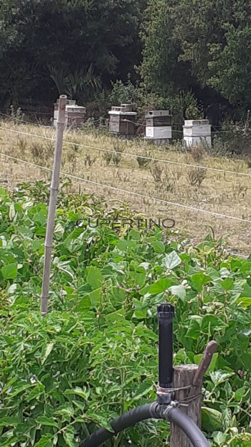 Chacra ID.307 - Chacra a la Venta en  Uruguay  a 27 km de  Punta del Este, vivienda con piscina climatizada, huerta, frutales