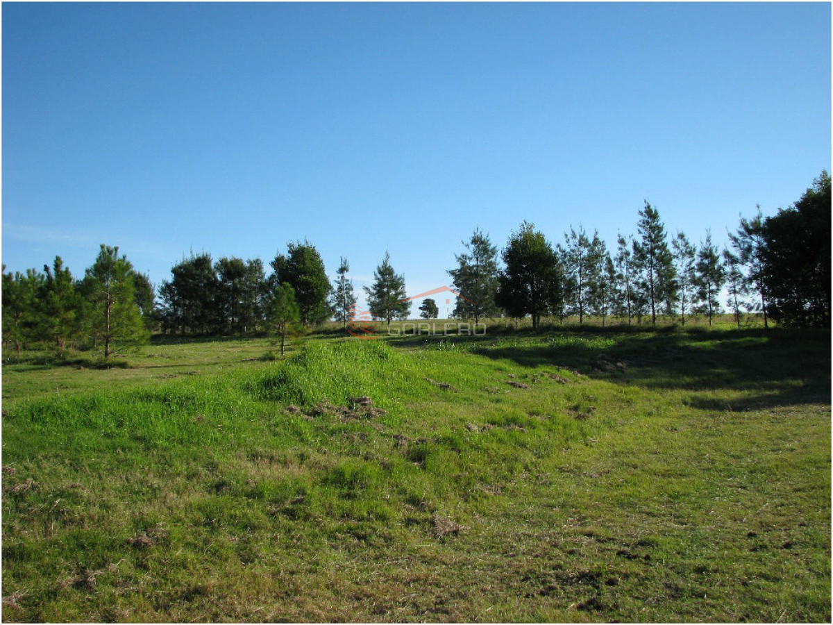 Laguna de los Cisnes - GoPunta - Portal Inmobiliario de Punta del Este - Maldonado