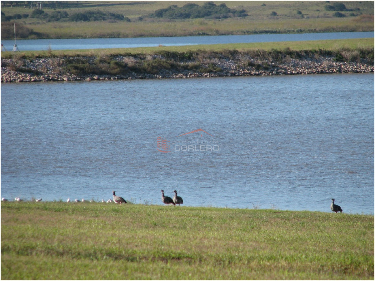 Laguna de los Cisnes - GoPunta - Portal Inmobiliario de Punta del Este - Maldonado