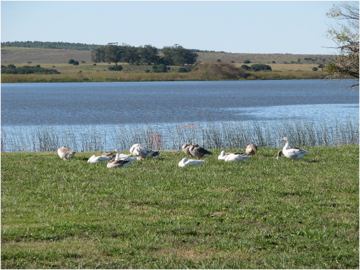 Laguna de los Cisnes - GoPunta - Portal Inmobiliario de Punta del Este - Maldonado