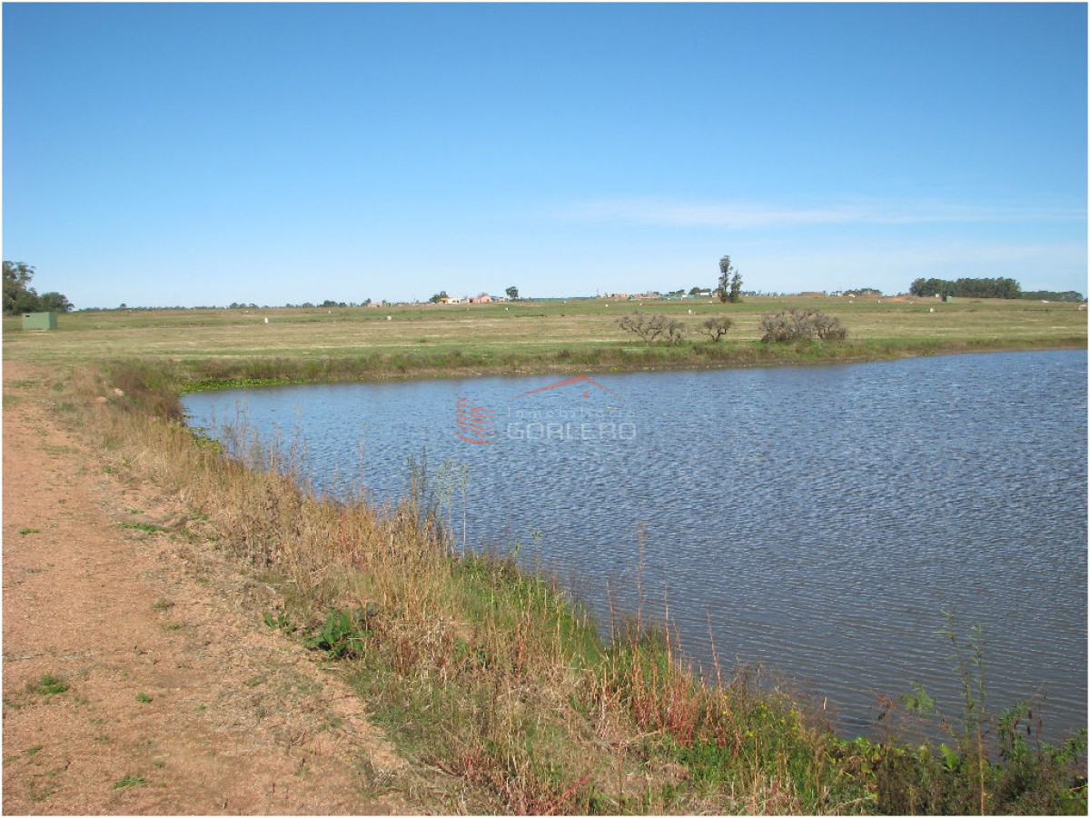 Laguna de los Cisnes - GoPunta - Portal Inmobiliario de Punta del Este - Maldonado