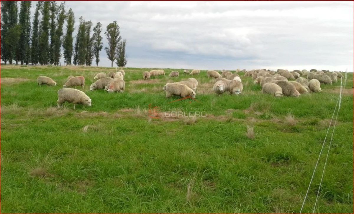 Zona Rural - GoPunta - Portal Inmobiliario de Punta del Este - Maldonado