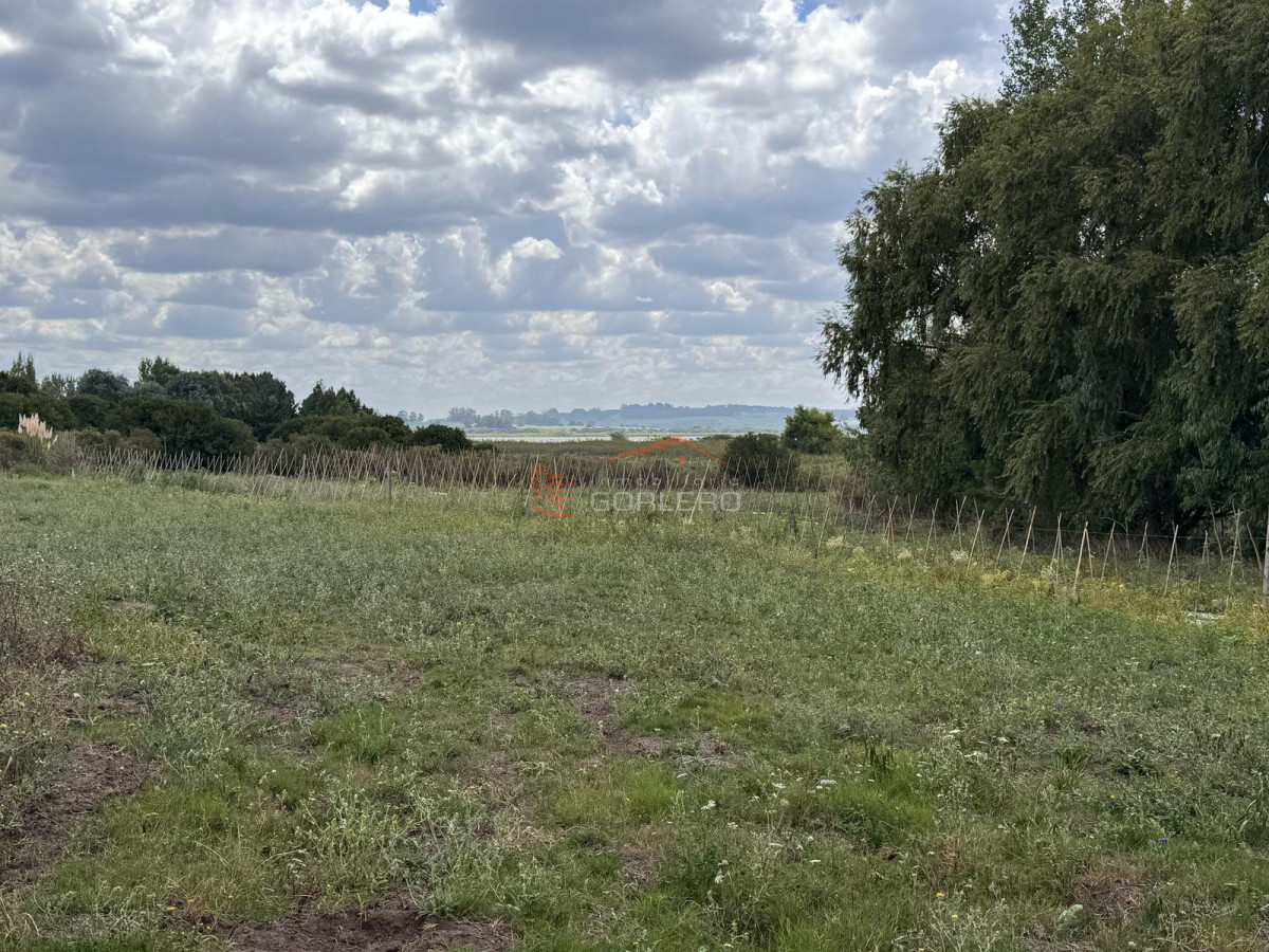 Laguna de los Cisnes - GoPunta - Portal Inmobiliario de Punta del Este - Maldonado