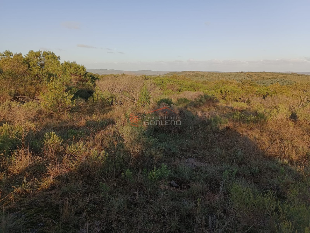 Chacra de 7 has hermosa fraccion a muy buen precio - GoPunta - Portal Inmobiliario de Punta del Este - Maldonado