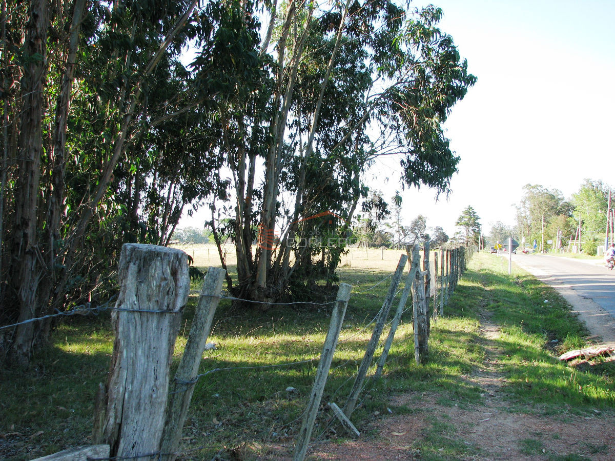 CHACRA EN VENTA EN SAN CARLOS - GoPunta - Portal Inmobiliario de Punta del Este - Maldonado