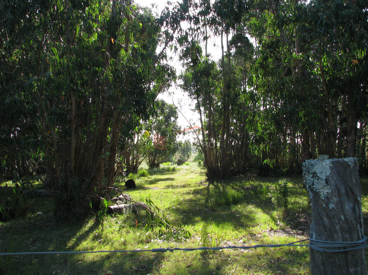 CHACRA EN VENTA EN SAN CARLOS - GoPunta - Portal Inmobiliario de Punta del Este - Maldonado