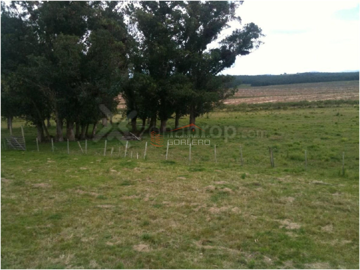 VENTA EN RUTA 12 CHACRA DE 13 HAS - GoPunta - Portal Inmobiliario de Punta del Este - Maldonado