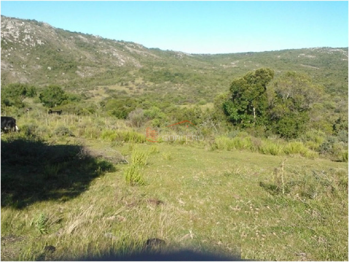 chacra en venta  de 13 has   RUTA 39 - GoPunta - Portal Inmobiliario de Punta del Este - Maldonado