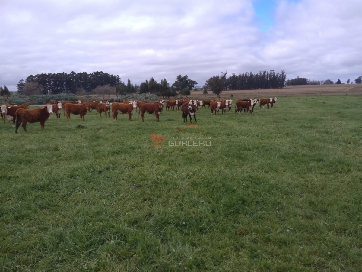 Campo en Lavalleja - GOR30262H