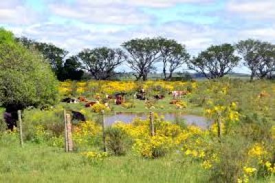 Campo - Chacra en Uruguay, Ruta 12, Pueblo Edén