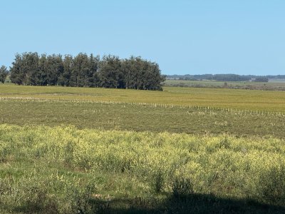 Venta en zona de Garzón, Ruta 9  con 31 hás con proyecto fraccionamiento
