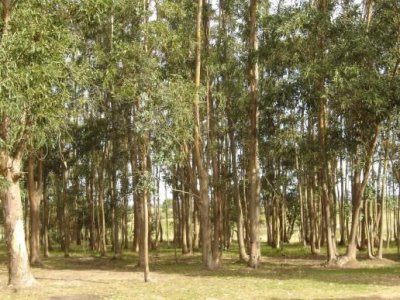 CHACRA EB VENTA EN RUTA INTERBALNEARIA - 7 HAS