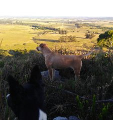 39 Has cerca de Aigua, sobre ruta con casa PRECIO REBAJADO !