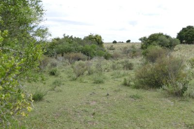 ruta 39, a 47 km de punta del este, venta de  campo ganadero, muy panorámico y con cañadas. - gor25092p
