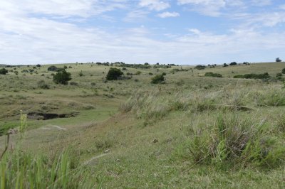 ruta 39, a 47 km de punta del este, venta de  campo ganadero, muy panorámico y con cañadas. - gor25092p