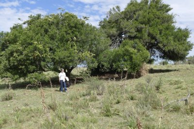ruta 39, a 47 km de punta del este, venta de  campo ganadero, muy panorámico y con cañadas. - gor25092p