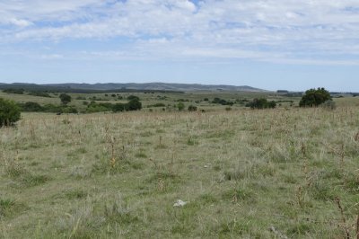 ruta 39, a 47 km de punta del este, venta de  campo ganadero, muy panorámico y con cañadas. - gor25092p