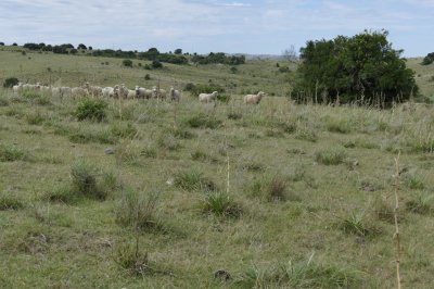 ruta 39, a 47 km de punta del este, venta de  campo ganadero, muy panorámico y con cañadas. - gor25092p