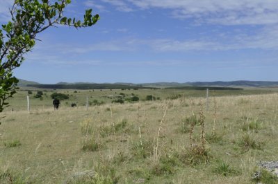 ruta 39, a 47 km de punta del este, venta de  campo ganadero, muy panorámico y con cañadas. - gor25092p